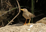 Chiguanco Thrush