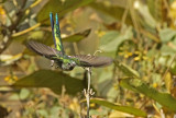 Gray-bellied Comet