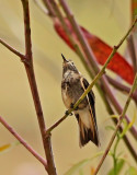 Purple-backed Sunbeam