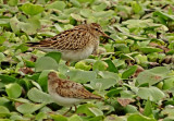 Pectoral Sandpiper