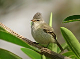 Southern Beardless-Tyrannulet