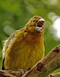 Southern Yellow-Grosbeak