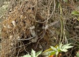 Fasciated Wren