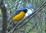 Golden-rumped Euphonia