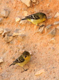 Lesser Goldfinch