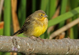 Grassland Yellow-Finch