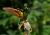 Buff-tailed Coronet