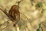 Pacific Pygmy-Owl