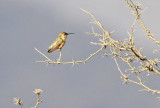 Short-tailed Woodstar