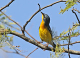 Tropical Parula