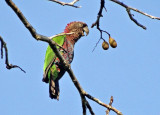 Red-fan Parrot