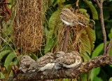 Sand-colored Nighthawk