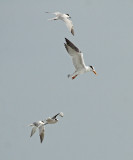 Common and Royal Tern