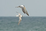Common and Royal Tern