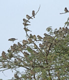 Parrot-billed Seedeater