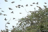 Parrot-billed Seedeater
