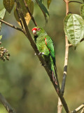 El-Oro Parakeet