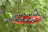 Hummingbirds Buenaventura
