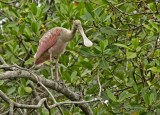 Roseate Spoonbill