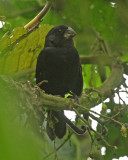 Thick-billed Seed-Finch
