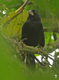 Thick-billed Seed-Finch