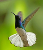 White-necked Jacobin