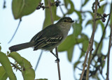 Loja Tyrannulet