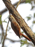 Streak-headed Woodcreeper