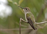 Tumbes Hummingbird