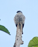 Plumbeous Kite