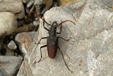 Beetle Tapichalaca