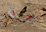 Butterflies Moyobamba