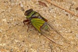 Cicada-Bombuscara.jpg