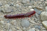 Millipede Yankuam