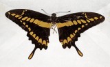 Butterfly Balzar