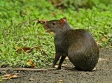 Central American Agouti