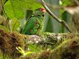 El Oro Parakeet