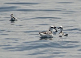 Red-necked Phalarope