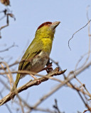 Rufous-browed Pepper-Shrike