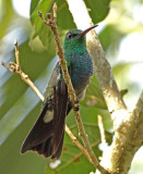 White-vented Plumeleteer