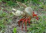 Crab Ayampe