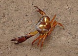 Crab Yunguilla