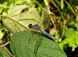 Dragonfly Kapawi