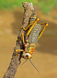 Grasshopper Porculla