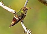 Rufous-crested Coquette