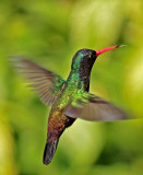 White-chinned Sapphire