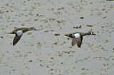 Blue-winged Teal