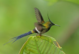 Wire-crested Thorntail