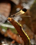 Damselfly-Rio-Bigal.jpg