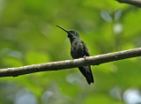 Pink-throated Brilliant